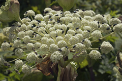 Angelica ursina