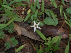 Jasminum scandens