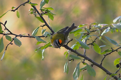 Reyezuelo listado (Regulus ignicapilla)