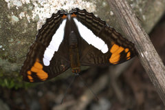 Adelpha erotia