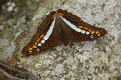 Adelpha alala