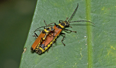 Chauliognathus atricornis