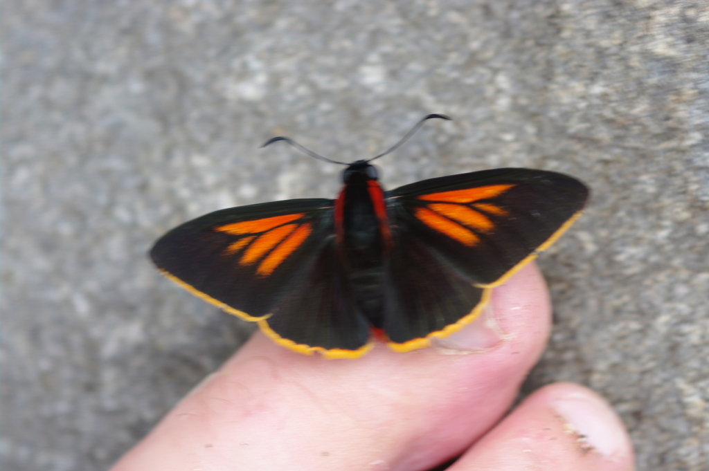 Streaked Firetip