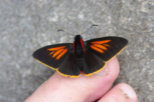 Streaked Firetip