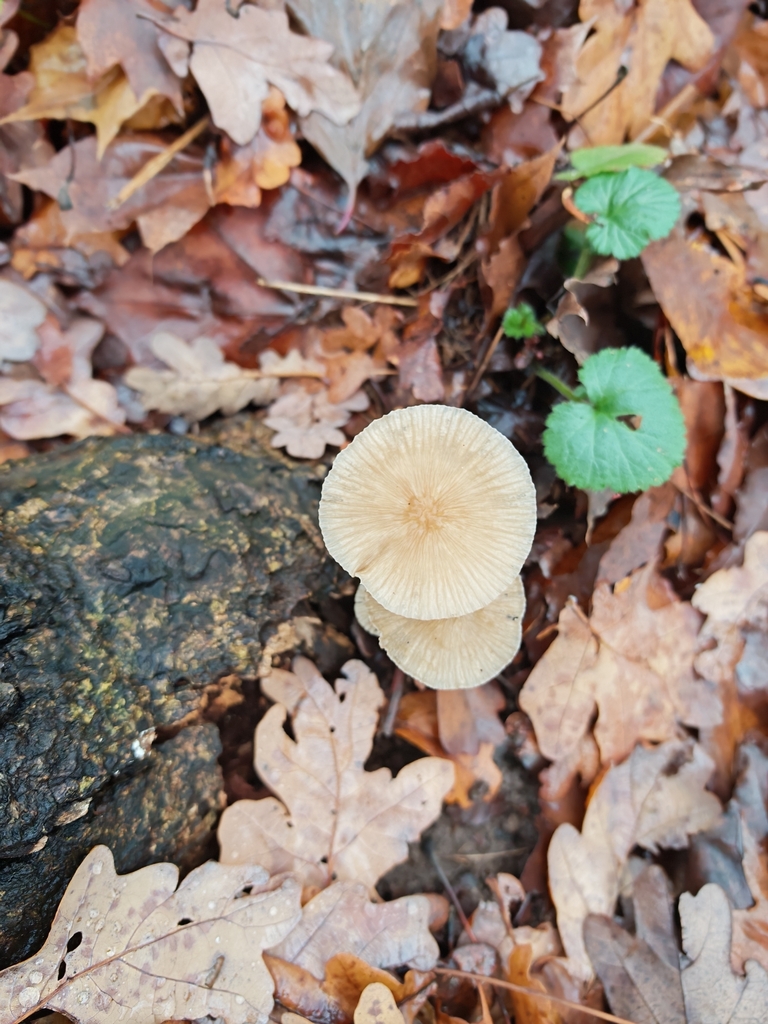 Mycena galericulata · November 2025 · photo: © p_andrey (iNaturalist, cc-by-nc)
