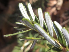 Abies koreana