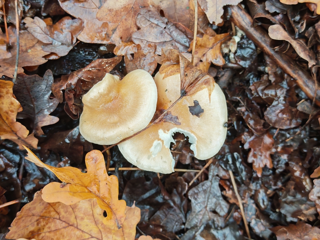 Hygrophorus arbustivus · November 2025 · photo: © p_andrey (iNaturalist, cc-by-nc)