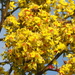 Taiwanese Rain Tree - Photo (c) 葉子, some rights reserved (CC BY-NC-ND), uploaded by 葉子