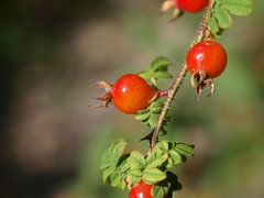 Rosa sericea