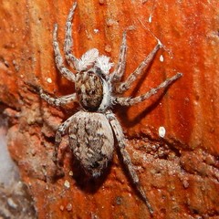 Menemerus semilimbatus