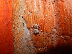 Menemerus semilimbatus