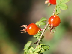 Rosa sericea