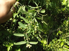 Cocculus diversifolius
