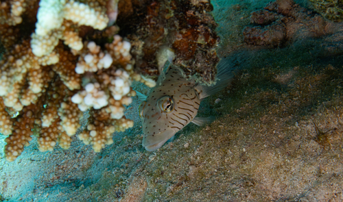 Spotted Sandperch — seen at this dive site