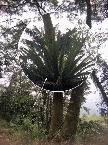 Asplenium antiquum, photograph 5