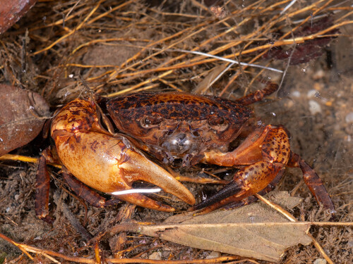 Parathelphusa reticulata Ng, 1990