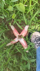 Hydnora abyssinica image