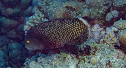 Novaculichthys taeniourus