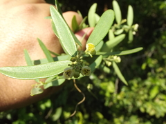 Cocculus diversifolius
