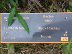 Bactris major