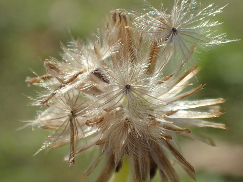Tridax procumbens