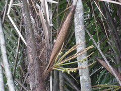 Bactris major
