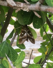 Nephele argentifera