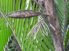 Bactris major