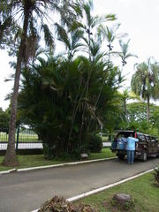 Bactris major
