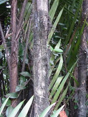 Bactris major