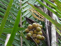 Bactris major