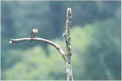 Microhierax fringillarius