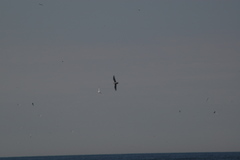 Stercorarius parasiticus