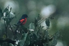 Pericrocotus miniatus