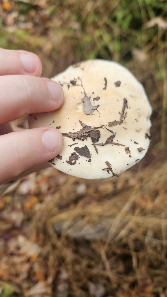 Hebeloma crustuliniforme · November 2025 · photo: © rust_bucket (iNaturalist, cc-by)