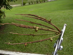Bactris major