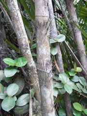 Bactris major