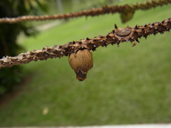 Bactris major
