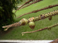 Bactris major