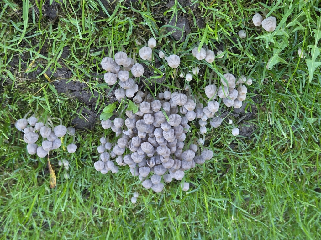 Coprinellus disseminatus · November 2025 · photo: © vanessa1477 (iNaturalist, cc0)