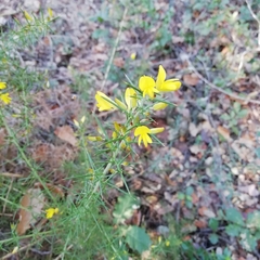 Ulex parviflorus