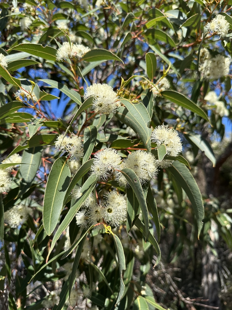 Jarrah (Eucalyptus marginata)