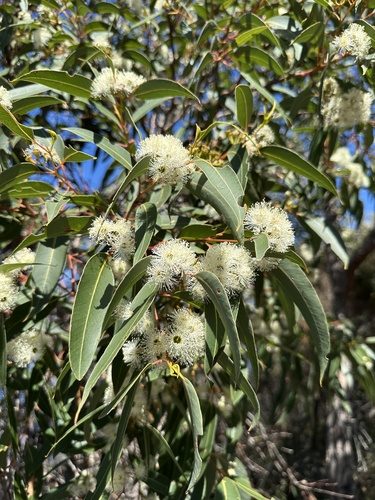 Jarrah (Eucalyptus marginata)