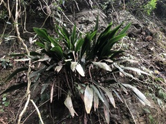 Aspidistra attenuata