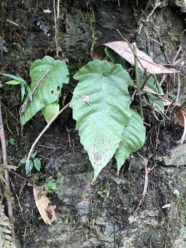 Tectaria polymorpha (Tectaria polymorpha)