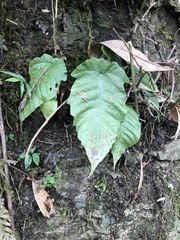 Tectaria polymorpha