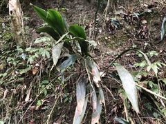 Aspidistra attenuata
