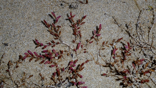 Purple Glasswort (Salicornia ramosissima)