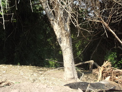 Zanthoxylum caribaeum