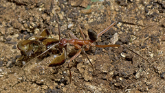 Leptomyrmex tibialis